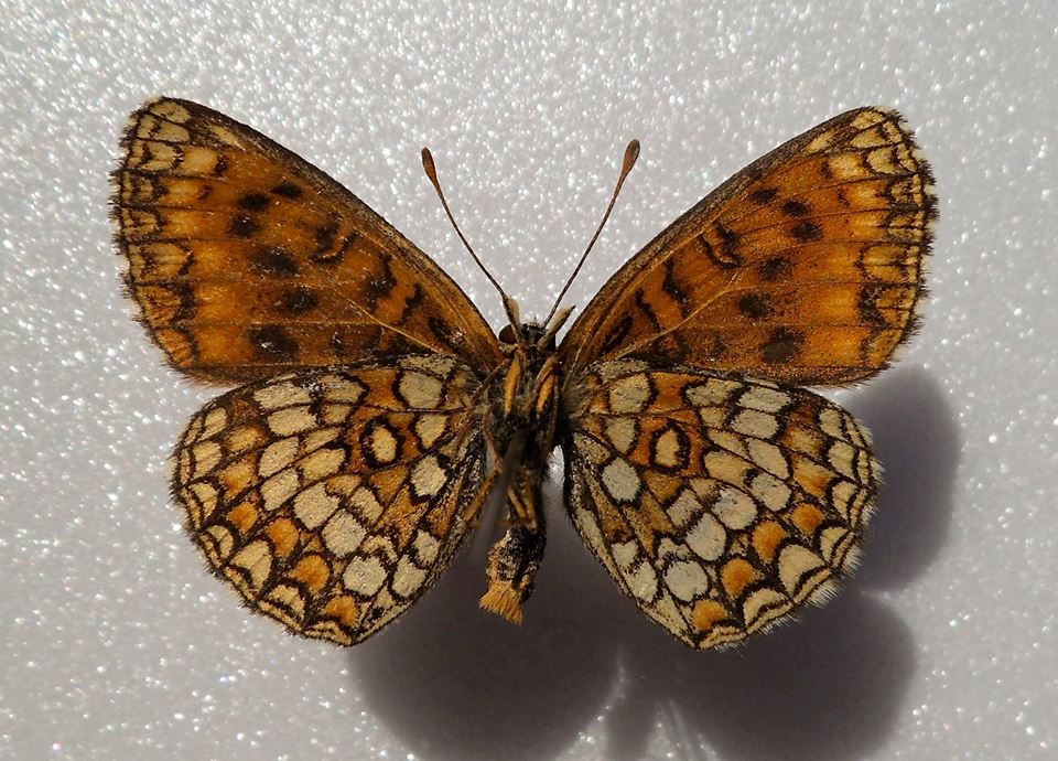 Melitaea athalia (verso, aberrant, Lotoshinskyi distr., Moscow reg.) (Internet Image property of respective owner, non-commercial use only)